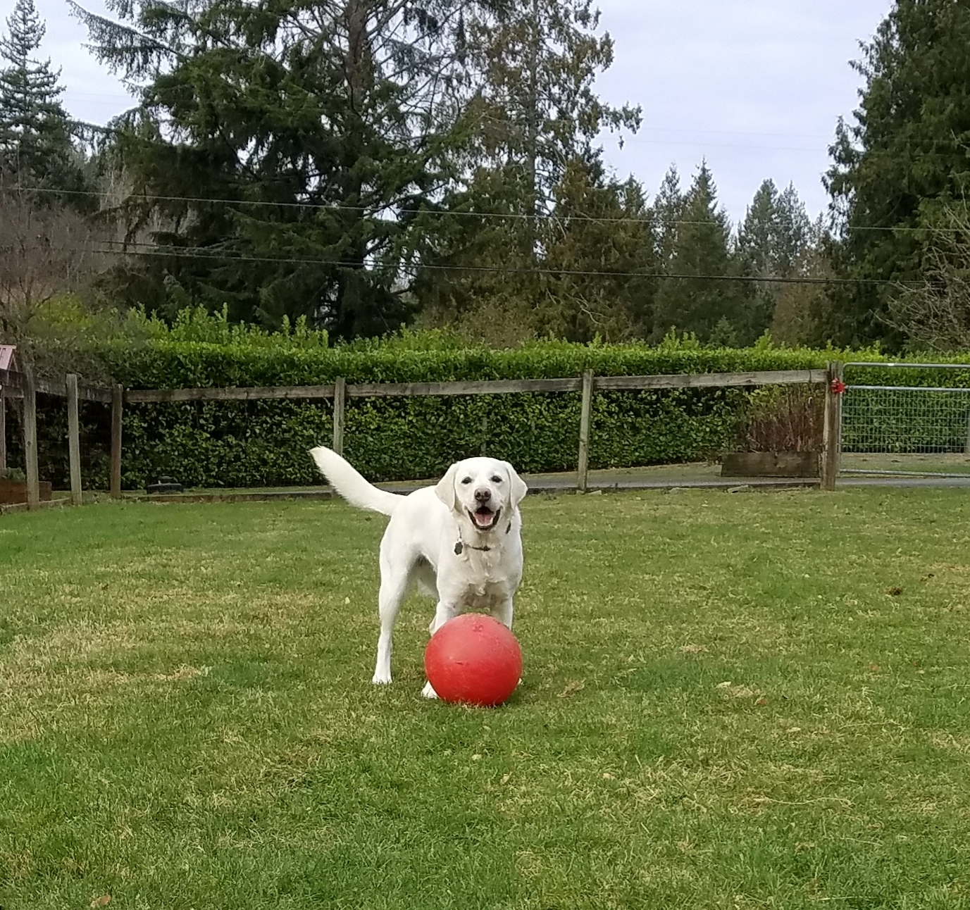 The Kennel Myownly Boarding Kennel