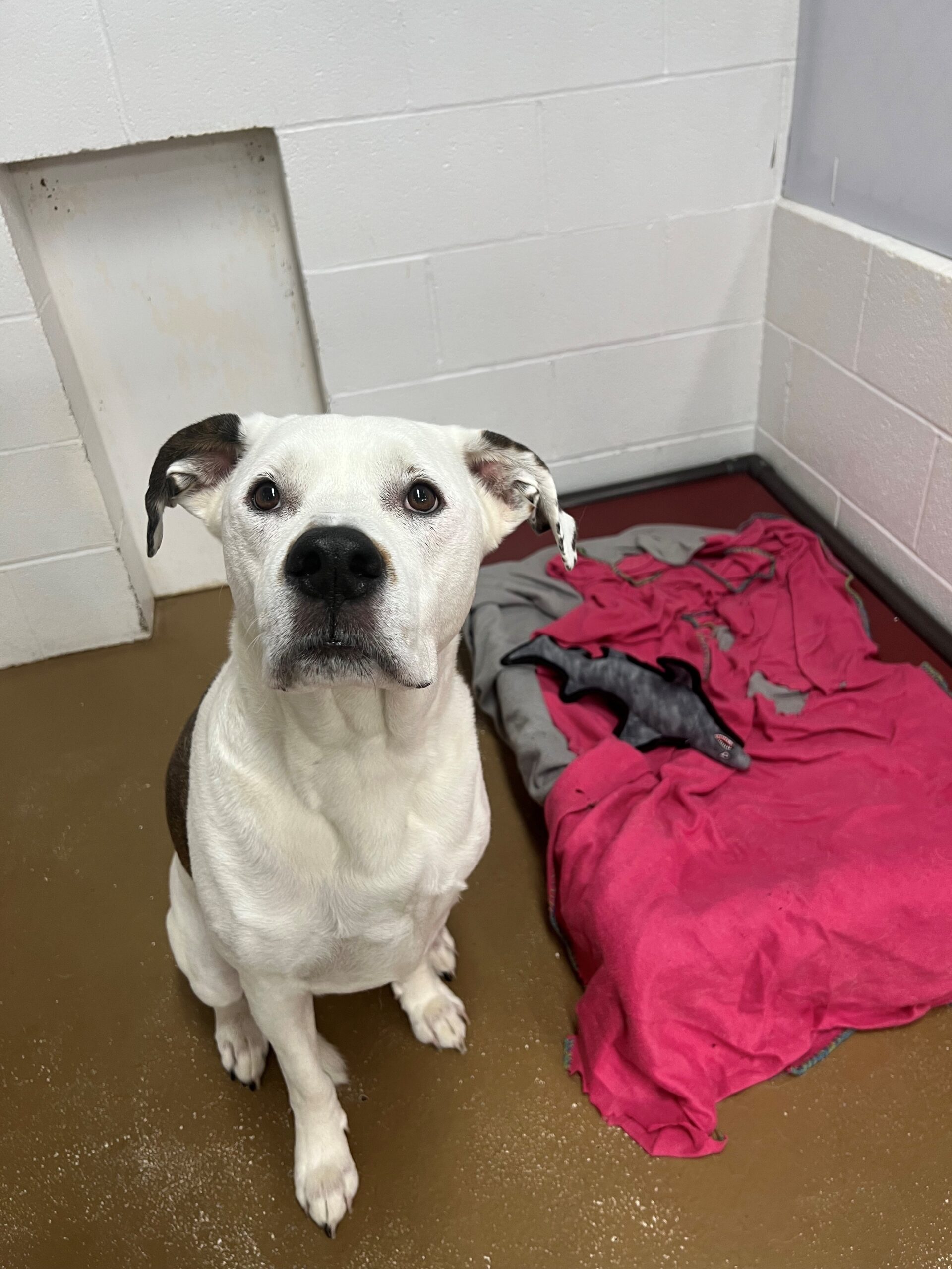 Bonnie, a large white and black bully mix is staring lovingly up at the viewer, she is in her indoor run, her bed is seen beside her with a stuffed toy and red blanket.