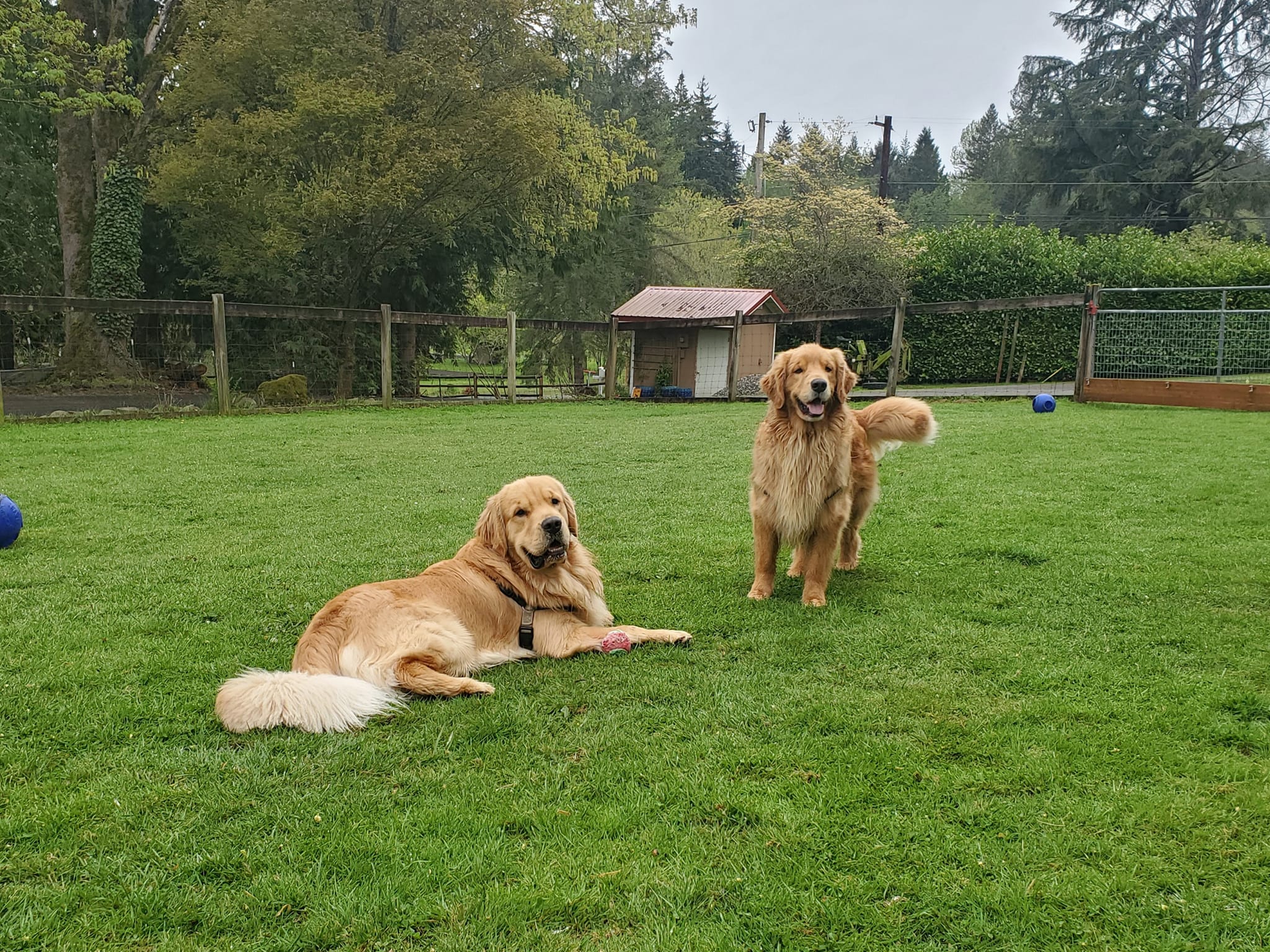 Golden Retrievers George and Henry are seen lounging in the grass of Myownly Boarding Kennel's expansive off leash yard