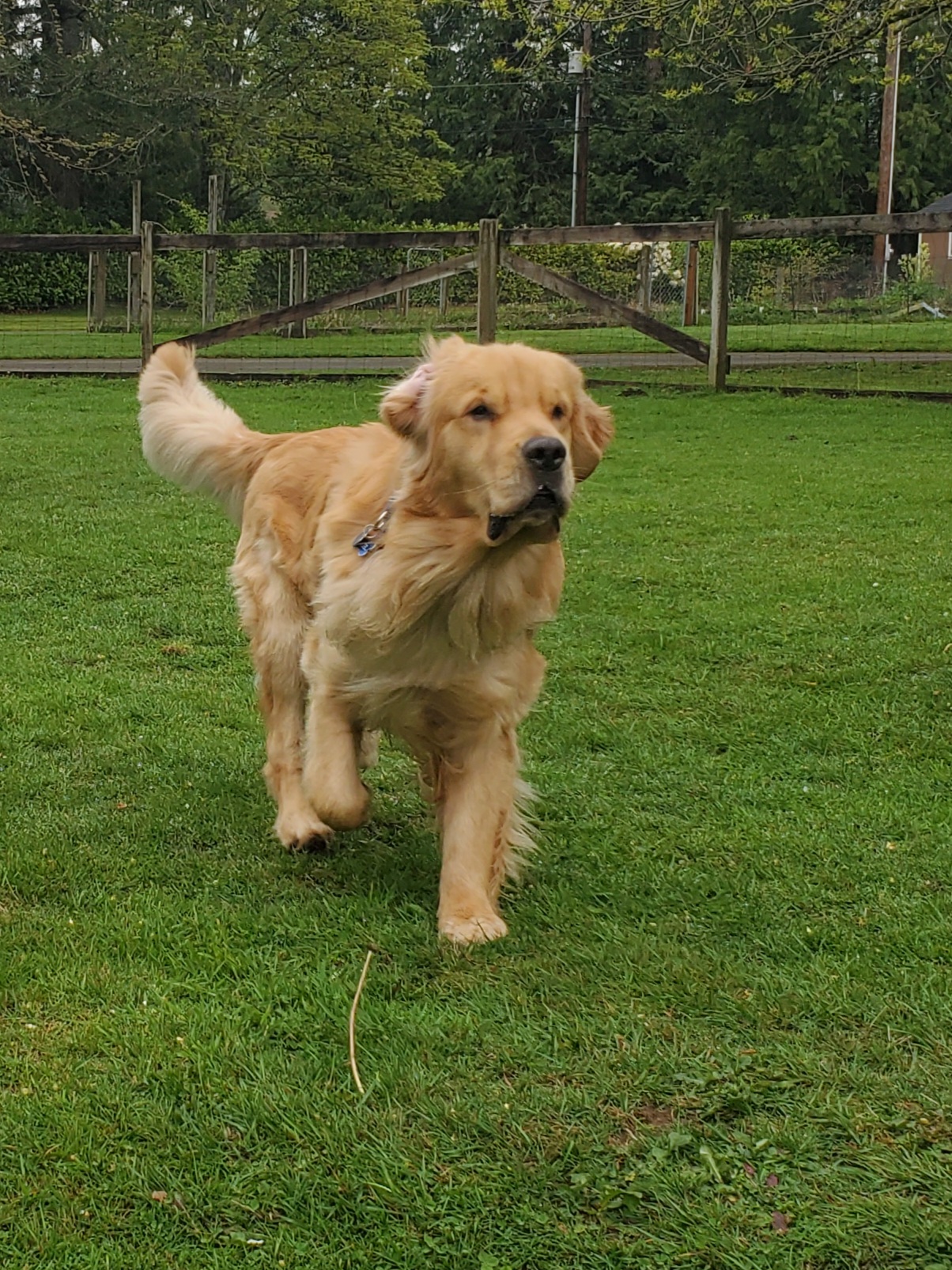Henry, a handsome golden retriever, running around in Myownly's large off leash area