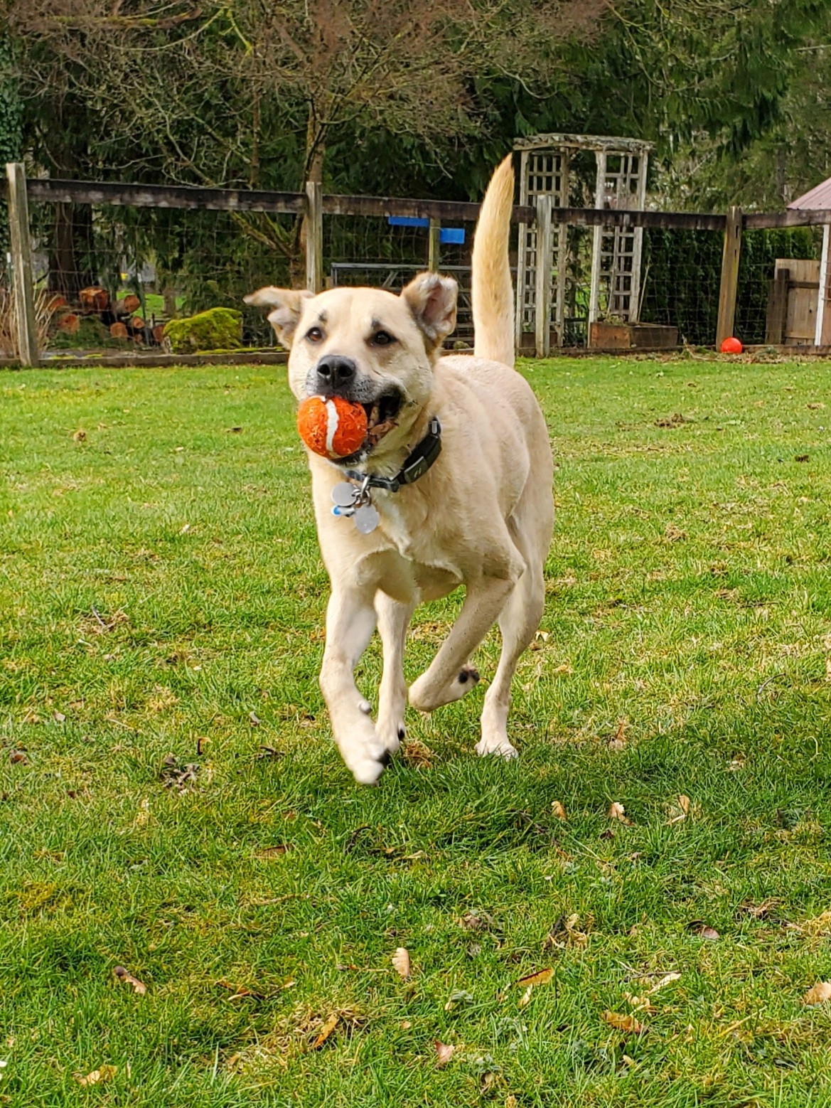 Noodle, a happy fawn lab mix is running toward the viewer on an overcast day in the grass. Noodle has an organge ball in their mouth. Fencing is visible behind him.