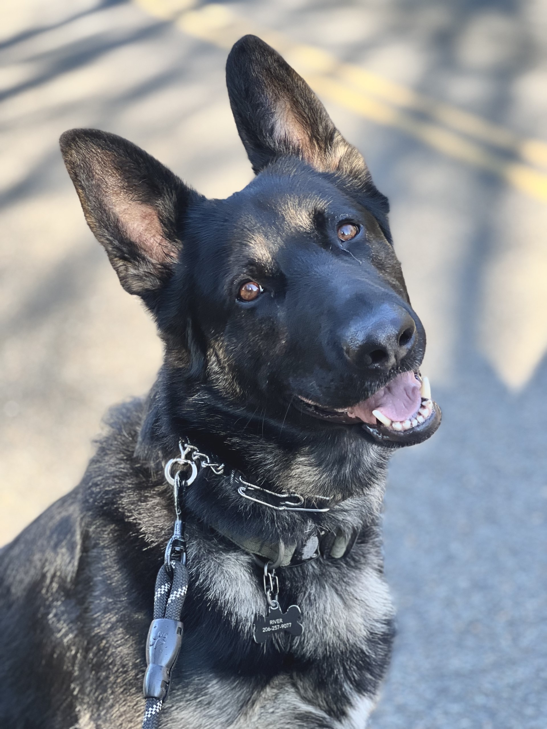 German Shephard River out on a walk, looking into the camera