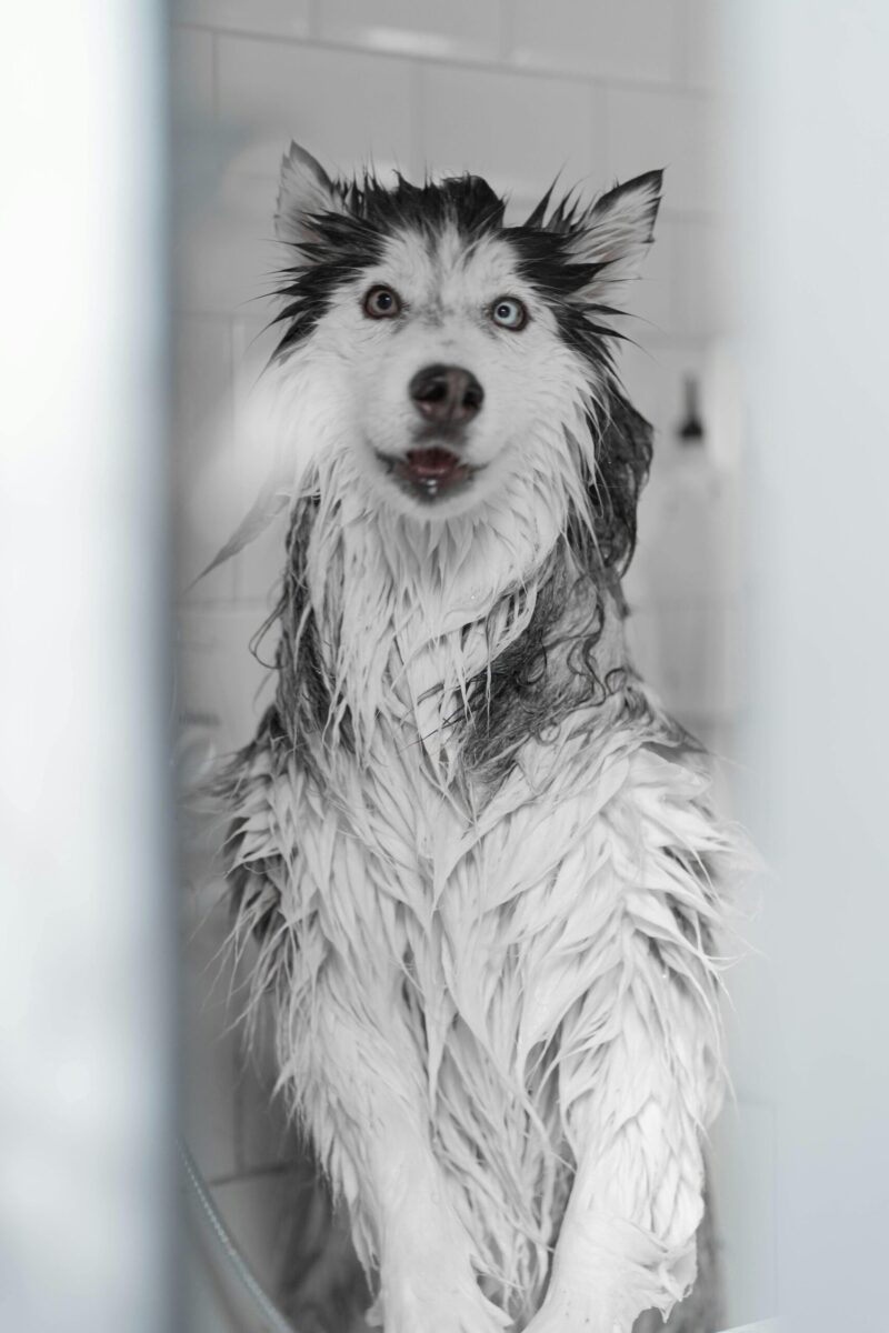 Cute wet husky dog with blue eyes enjoying a bath indoors.